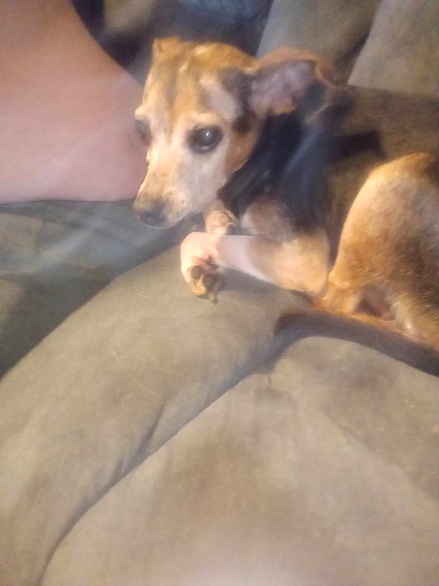 Danny Boy is registered to the contest to win money with this photo: blurry, brown_dog, closeup, couch, dog, eye, face, fur, home, human_leg, indoor, laying, living_room, mixed_breed, paw, pet, resting, small_dog, sofa, upholstery