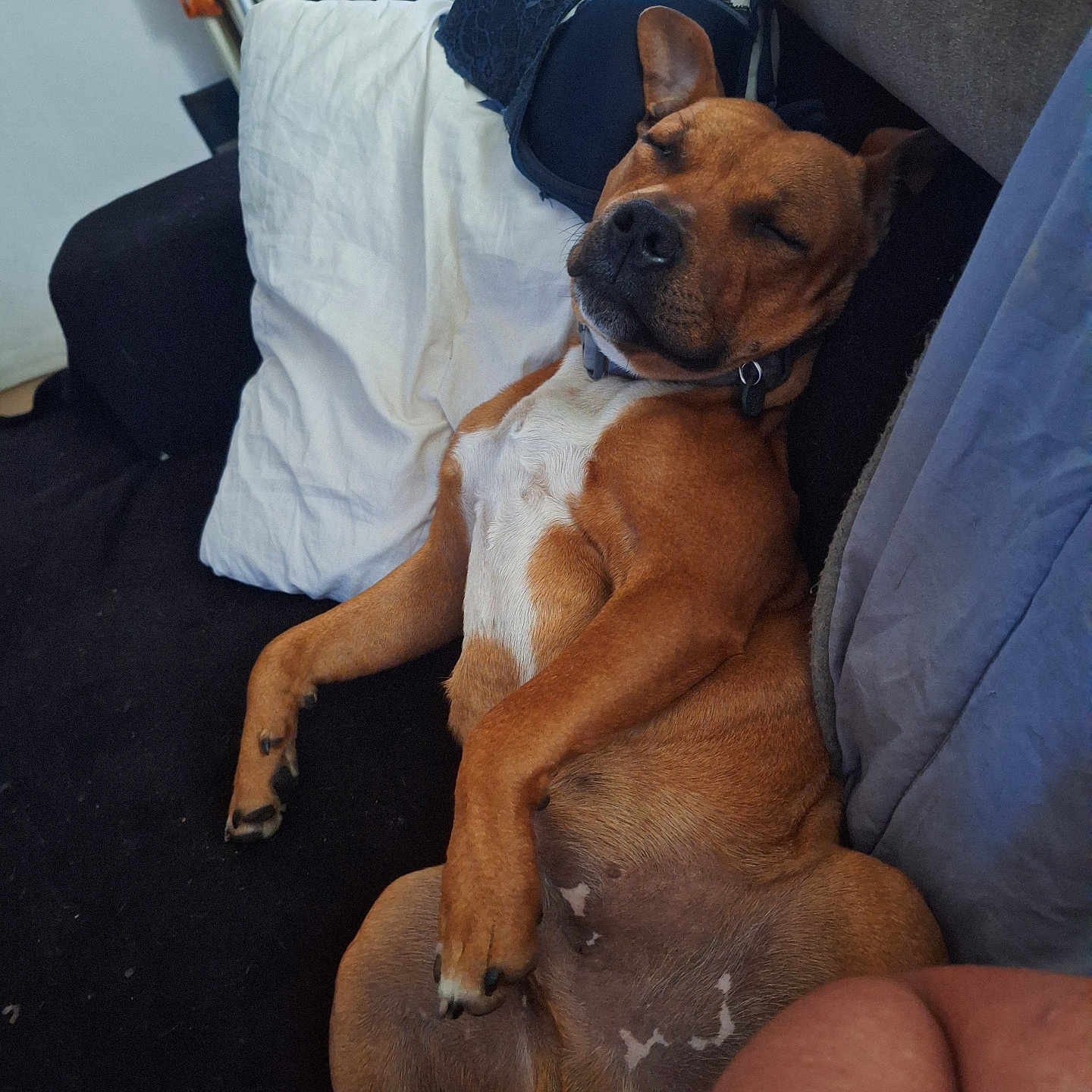 Snoopy a rejoint le concours — aidez-le/la à gagner de superbes lots ! animal, brown_dog, canine, closeup, comfort, couch, dog, domestic_animal, fur, furniture, home, indoor, nap, paw, pet, pillow, relaxed, resting, sleeping, snout