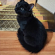 Secret is registered to the contest to win money with this photo: alert, animal, black_cat, carpet, cat, curious, feline, home, indoor, patterned_carpet, pet, photography, pointed_ears, portrait, shiny_fur, sitting, staircase, stairs, wall, wooden_floor