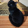 alert, animal, black_cat, carpet, cat, curious, feline, home, indoor, patterned_carpet, pet, photography, pointed_ears, portrait, shiny_fur, sitting, staircase, stairs, wall, wooden_floor