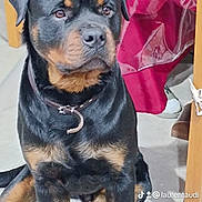 Paco participe au concours pour gagner de l'argent avec cette photo : animal, black, brown, canine, chair, collar, companion, dog, domestic, floor, furniture, indoor, looking, paw, pet, portrait, rottweiler, sitting, table, young