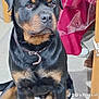 rottweiler, dog, pet, indoor, floor, collar, furniture, chair, table, animal, canine, brown, black, sitting, paw, domestic, companion, looking, young, portrait
