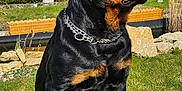 Paco a rejoint le concours — aidez-le/la à gagner de superbes lots ! rottweiler, dog, animal, pet, outdoor, grass, collar, chain, sunlight, garden, house, fence, greenery, canine, mammal, sitting, portrait, daytime, nature, domestic