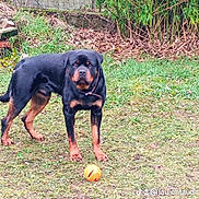Paco a rejoint le concours — aidez-le/la à gagner de superbes lots ! rottweiler, dog, pet, animal, outdoor, grass, ball, play, garden, greenery, leash, collar, canine, mammal, yard, nature, alert, standing, brown, black