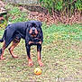 rottweiler, dog, pet, animal, outdoor, grass, ball, play, garden, greenery, leash, collar, canine, mammal, yard, nature, alert, standing, brown, black