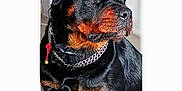 Paco a rejoint le concours — aidez-le/la à gagner de superbes lots ! animal, black, brown, canine, chain_collar, closeup, collar, dog, domestic_animal, ears, eyes, fur, furry, indoor, looking_away, pet, portrait, rottweiler, sitting, snout