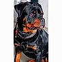 Paco a rejoint le concours — aidez-le/la à gagner de superbes lots ! rottweiler, dog, pet, animal, black, brown, chain_collar, sitting, portrait, closeup, indoor, fur, canine, looking_away, ears, eyes, snout, collar, domestic_animal, furry
