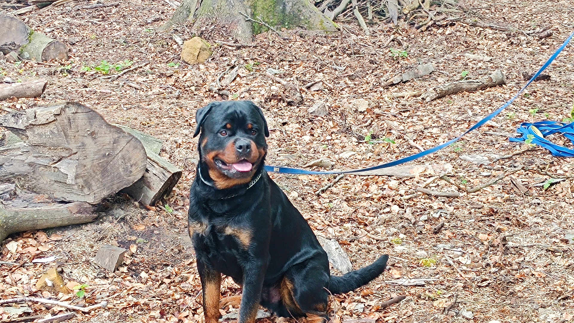 Paco participe au concours pour gagner de l'argent avec cette photo : rottweiler, dog, animal, pet, leash, forest, leaves, wood, tree_trunk, outdoor, nature, sitting, canine, happy, tongue_out, fur, mammal, brown, black, daylight