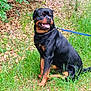 Paco a rejoint le concours — aidez-le/la à gagner de superbes lots ! rottweiler, dog, canine, pet, animal, grass, outdoor, leash, nature, forest_floor, happy, tongue_out, sitting, black_and_tan, collar, chain, summer, daylight, greenery, leafy