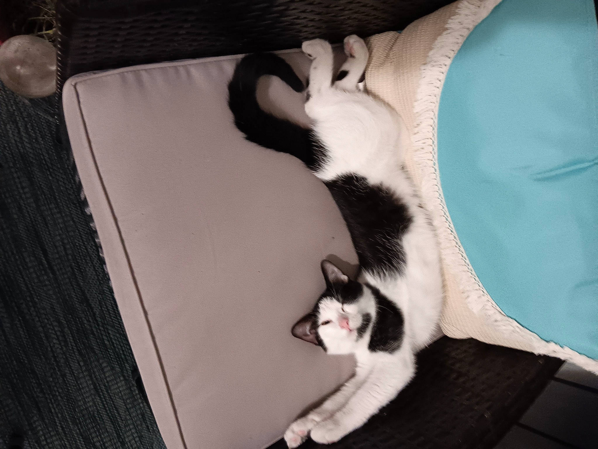 Maverick is registered to the contest to win money with this photo: carnivore, cat, comfort, companion_dog, dog_breed, domestic_short_haired_cat, eye, fawn, felidae, fur, linens, paw, room, small_to_medium_sized_cats, snout, tail, textile, tree, whiskers, wood