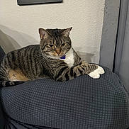 Luna joined the competition — help win amazing prizes! cat, tabby, pet, indoor, cushion, gray, striped, feline, relaxed, crossed_paws, wall, sign, framed_art, domestic_animal, fur, whiskers, ear, nose, eyes, resting