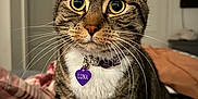 Luna is registered to the contest to win money with this photo: cat, tabby, pet, indoor, bed, blanket, collar, tag, fur, whiskers, ears, eyes, curious, animal, mammal, feline, domestic, cute, closeup, portrait
