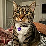 cat, tabby, pet, indoor, bed, blanket, collar, tag, fur, whiskers, ears, eyes, curious, animal, mammal, feline, domestic, cute, closeup, portrait