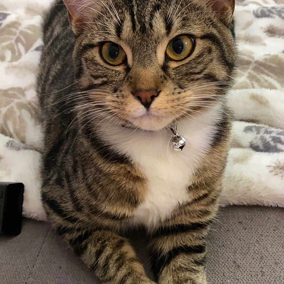 Luna is registered to the contest to win money with this photo: animal, bell, blanket, cat, closeup, collar, cozy, cute, fabric, feline, indoor, paws, pet, relaxed, resting, sofa, striped, tabby, white_paws, yellow_eyes