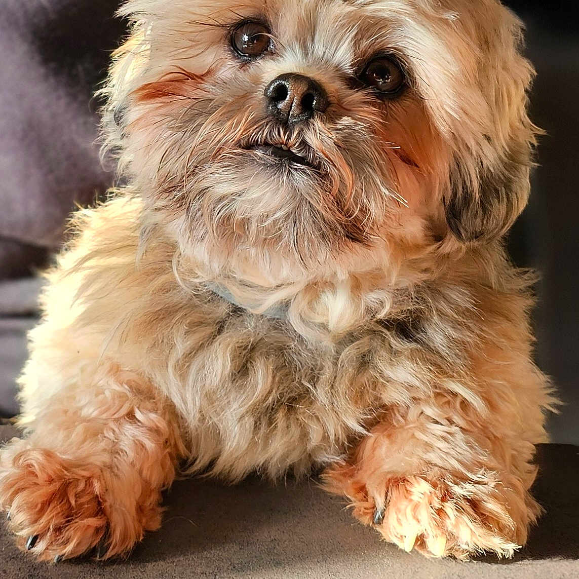 Réglisse a rejoint le concours — aidez-le/la à gagner de superbes lots ! affenpinscher, animal, bulldog, canine, cockerspaniel, dog, pet, poodle, puppy, terrier, whitedog