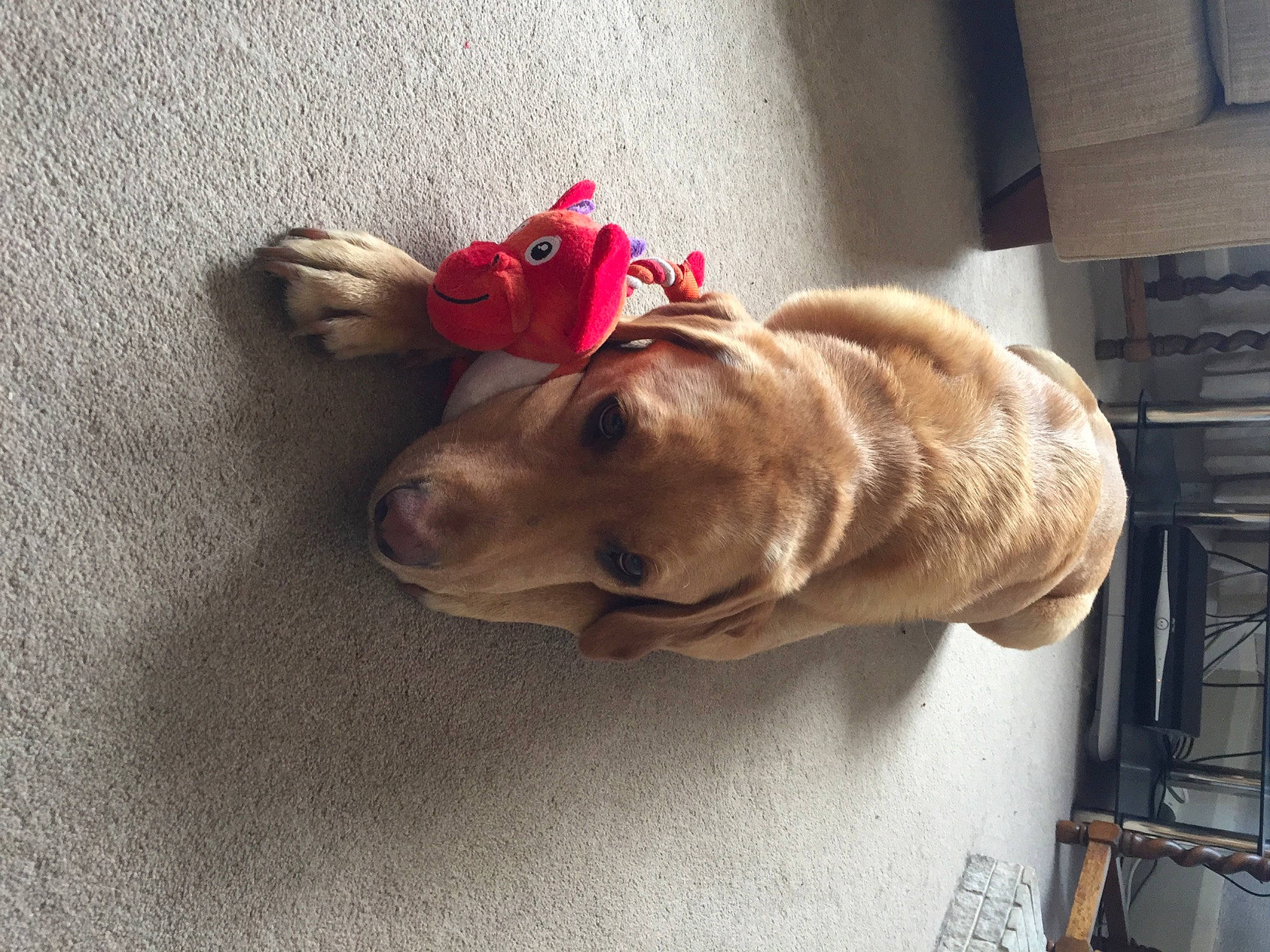 Barley is registered to the contest to win money with this photo: canidae, carmine, carnivore, collar, comfort, companion_dog, dog, dog_breed, dog_collar, dog_supply, fashion_accessory, fawn, fur, leash, liver, pet_supply, snout, sporting_group, working_animal, wrinkle