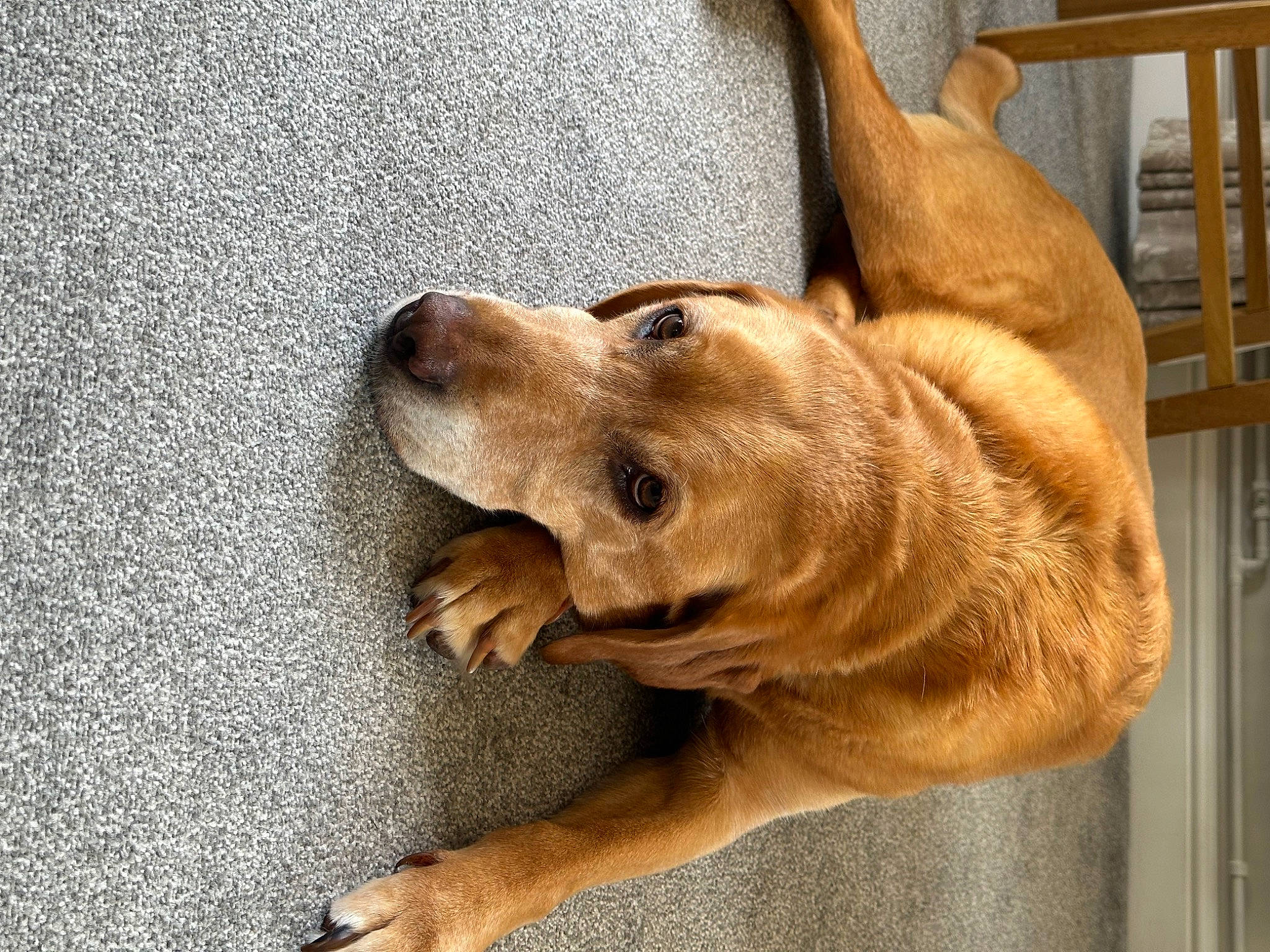 Barley is registered to the contest to win money with this photo: ancient_dog_breeds, canidae, carnivore, collar, companion_dog, dog, dog_breed, dog_collar, ear, fawn, flooring, fur, paw, retriever, snout, sporting_group, tail, whiskers, wood, working_animal