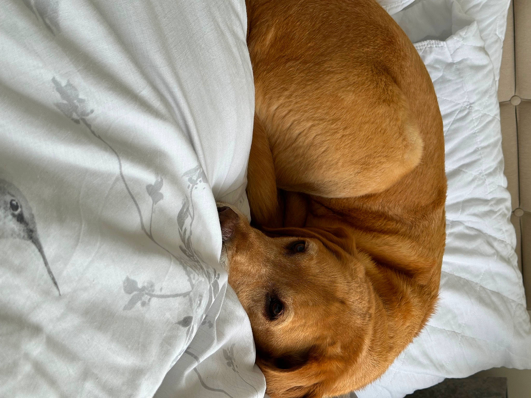 Barley is registered to the contest to win money with this photo: bedtime, canidae, carnivore, comfort, companion_dog, dog, dog_breed, fawn, fur, gesture, human_leg, linens, liver, nap, sleeve, snout, sporting_group, whiskers, wood, working_animal