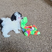 Palermo joined the competition — help win amazing prizes! animal, baby_dog, black, carpet, colorful, cozy, curious, cute, dog, floor, fur, indoor, pet, playful, puppy, small, sock, tie_dye, toy, white