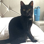 Milo a rejoint le concours — aidez-le/la à gagner de superbes lots ! cat, black_cat, pet, animal, sitting, bed, bedroom, indoor, portrait, fur, whiskers, ears, eyes, tail, black_fur, headboard, bedding, tumbler, furniture, photography