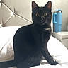 cat, black_cat, pet, animal, sitting, bed, bedroom, indoor, portrait, fur, whiskers, ears, eyes, tail, black_fur, headboard, bedding, tumbler, furniture, photography