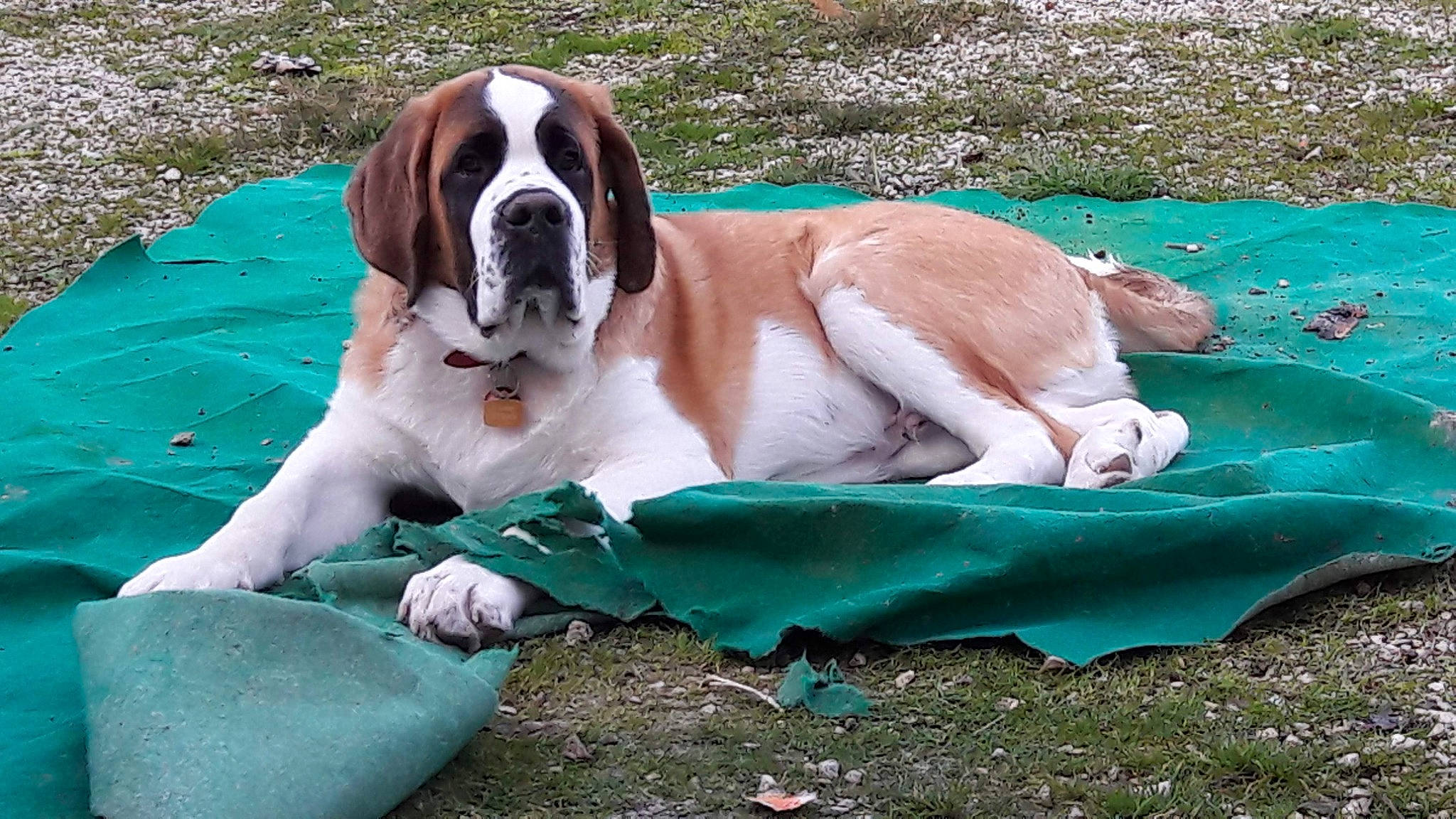 Poème participe au concours pour gagner de l'argent avec cette photo : canidae, carnivore, collar, comfort, companion_dog, dog, dog_breed, dog_supply, fawn, grass, green, liver, non_sporting_group, plant, snout, sporting_group, terrestrial_animal, working_animal, working_dog, wrinkle