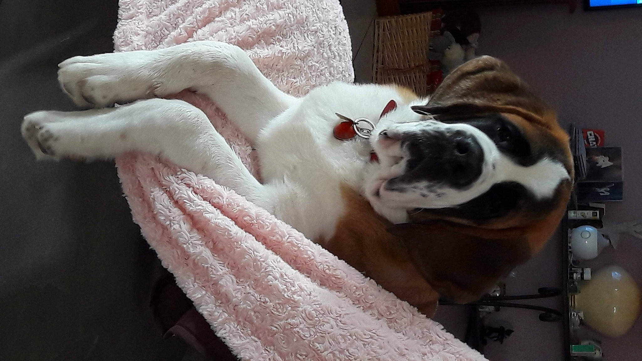 Poème a rejoint le concours — aidez-le/la à gagner de superbes lots ! carnivore, collar, comfort, companion_dog, dog, dog_breed, ear, eyelash, fawn, felidae, flesh, fur, gesture, jaw, linens, small_to_medium_sized_cats, snout, sporting_group, whiskers, window