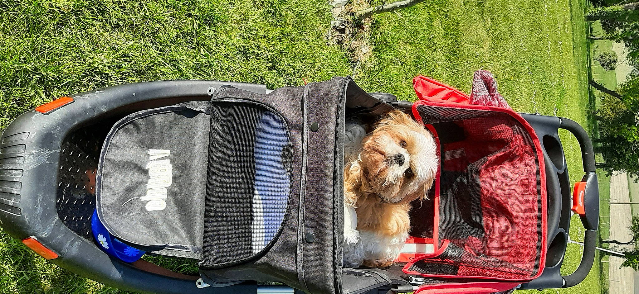 Nesquick a rejoint le concours — aidez-le/la à gagner de superbes lots ! auto_part, automotive_exterior, carnivore, companion_dog, dog, dog_breed, dog_supply, electric_blue, fawn, fur, grass, luggage_and_bags, motor_vehicle, musical_instrument, recreation, snout, sporting_group, tartan, tree, vehicle