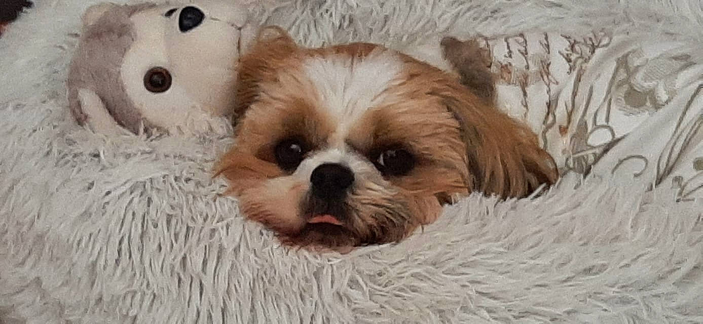 Nesquick participe au concours pour gagner de l'argent avec cette photo : canidae, carnivore, comfort, companion_dog, dog, dog_breed, fawn, fur, liver, mal_shi, shih_poo, shih_tzu, snout, sporting_group, stuffed_toy, terrestrial_animal, toy, toy_dog, whiskers, working_animal