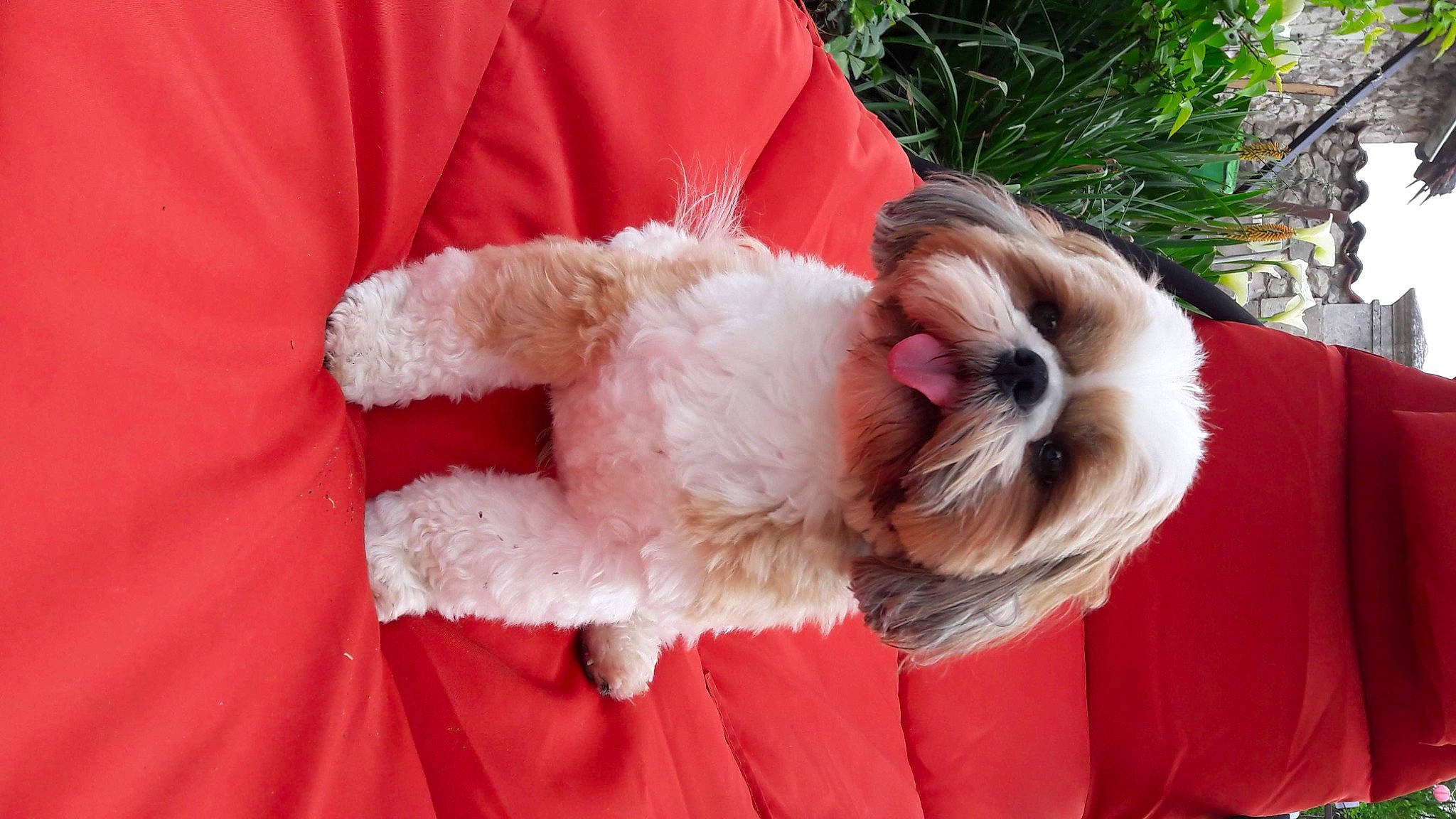 Nesquick a rejoint le concours — aidez-le/la à gagner de superbes lots ! carnivore, companion_dog, dog, dog_breed, dog_collar, dog_supply, event, fawn, felidae, fur, liver, paw, puppy_love, santa_claus, small_terrier, snout, tail, terrier, toy_dog, whiskers