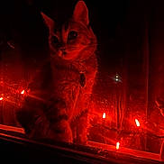 Cleo joined the competition — help win amazing prizes! cat, animal, pet, window, string_lights, orange_light, night, reflection, pumpkin, flowers, cozy, autumn, dark, feline, glow, sitting, indoor, decor, cute, portrait