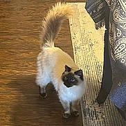 Blue is registered to the contest to win money with this photo: cat, ragdoll_cat, pet, indoor, hardwood_floor, area_rug, tail_up, blue_eyes, fluffy, long_hair, curious, portrait, domestic_cat, whiskers, paws, furniture, patterned_textile, blanket, standing, home_interior