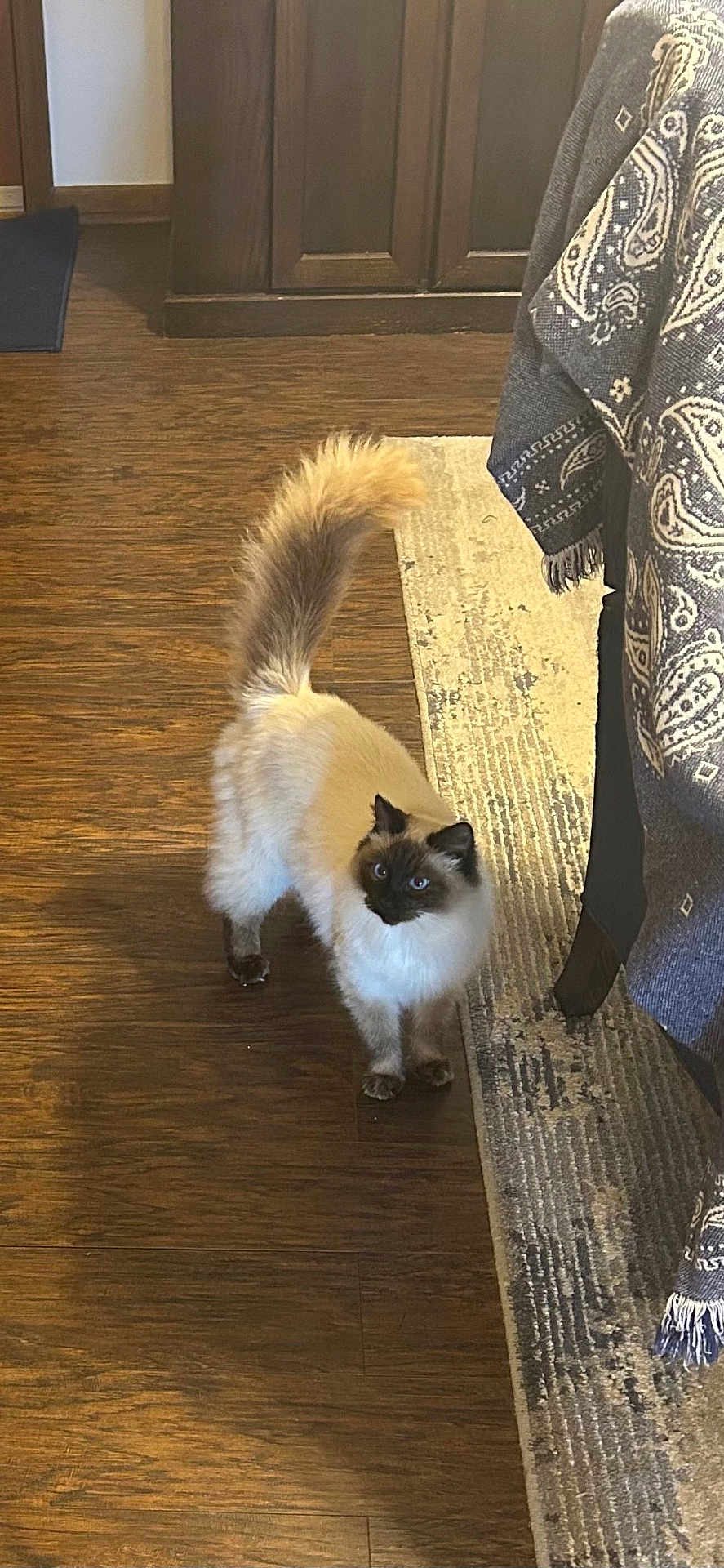 Blue is registered to the contest to win money with this photo: cat, ragdoll_cat, pet, indoor, hardwood_floor, area_rug, tail_up, blue_eyes, fluffy, long_hair, curious, portrait, domestic_cat, whiskers, paws, furniture, patterned_textile, blanket, standing, home_interior