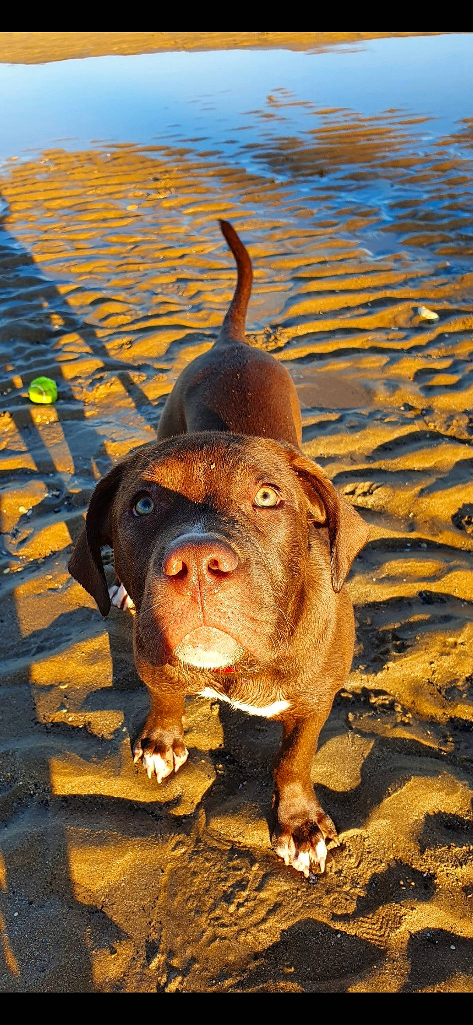 Bleu joined the competition — help win amazing prizes! beach, canidae, carnivore, companion_dog, dog, dog_breed, fawn, landscape, liver, molosser, sand, shadow, snout, sporting_group, terrestrial_animal, water, whiskers, wood, working_animal, wrinkle