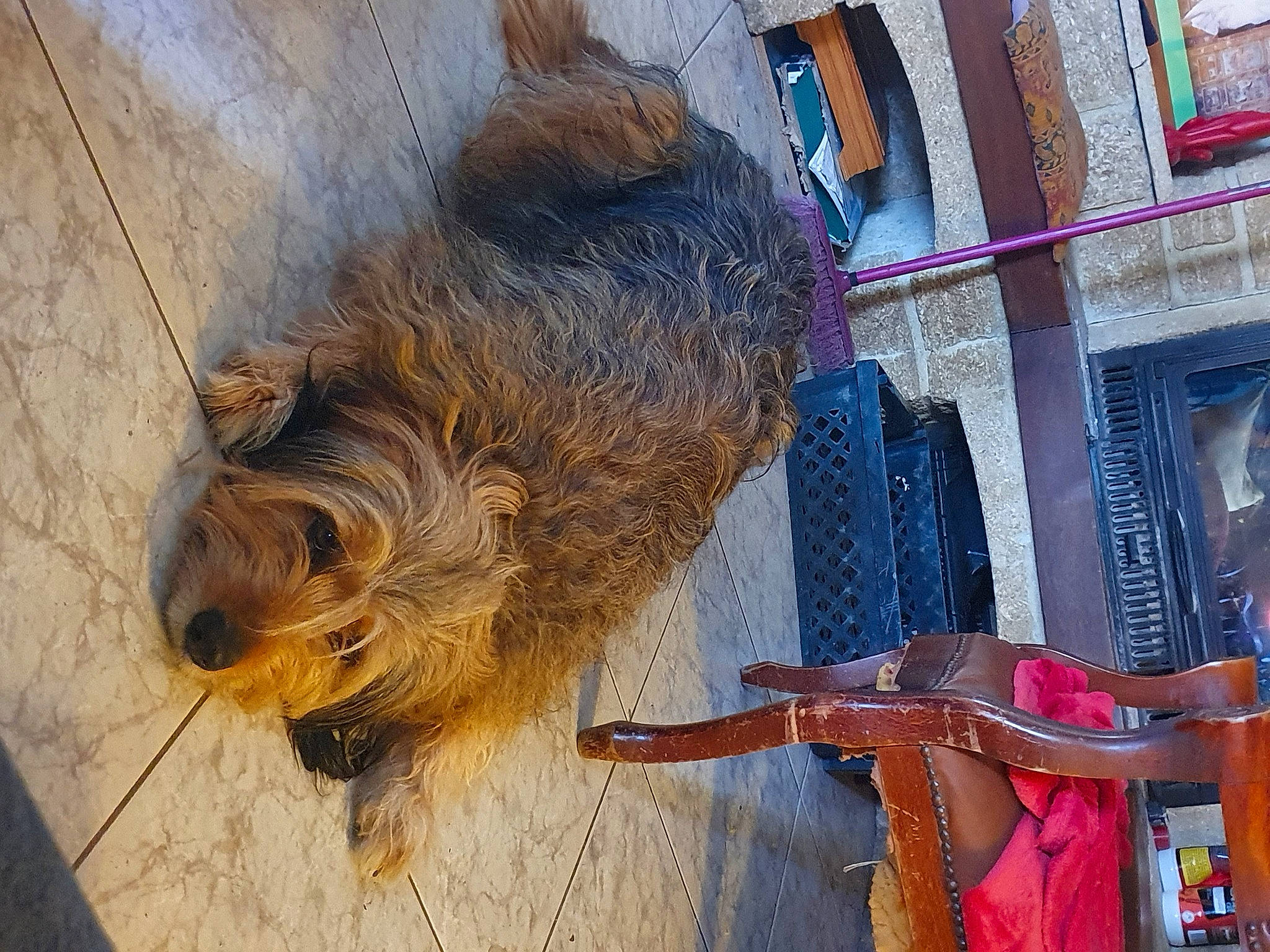 Naya a rejoint le concours — aidez-le/la à gagner de superbes lots ! building, canidae, carnivore, companion_dog, dog, dog_breed, flooring, fur, hardwood, liver, pet_supply, small_terrier, snout, sporting_group, tail, terrier, visual_arts, wood, wood_stain, working_animal