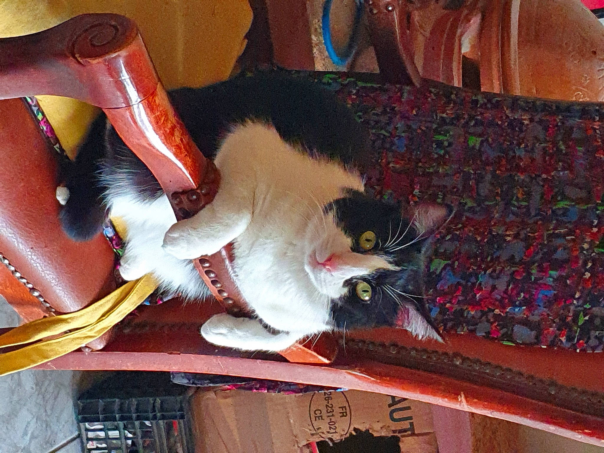 Titi a rejoint le concours — aidez-le/la à gagner de superbes lots ! carmine, carnivore, cat, claw, comfort, companion_dog, domestic_short_haired_cat, fawn, felidae, foot, fur, human_leg, lap, paw, small_to_medium_sized_cats, tail, textile, thigh, whiskers