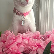 Princess joined the competition — help win amazing prizes! cat, white_cat, pink_collar, flowers, pink_flowers, indoor, pet, animal, plant, green_leaves, window_frame, fur, whiskers, alert, cute, domestic_animal, portrait, close_up, pink, nature
