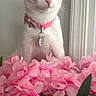 cat, white_cat, pink_collar, flowers, pink_flowers, indoor, pet, animal, plant, green_leaves, window_frame, fur, whiskers, alert, cute, domestic_animal, portrait, close_up, pink, nature