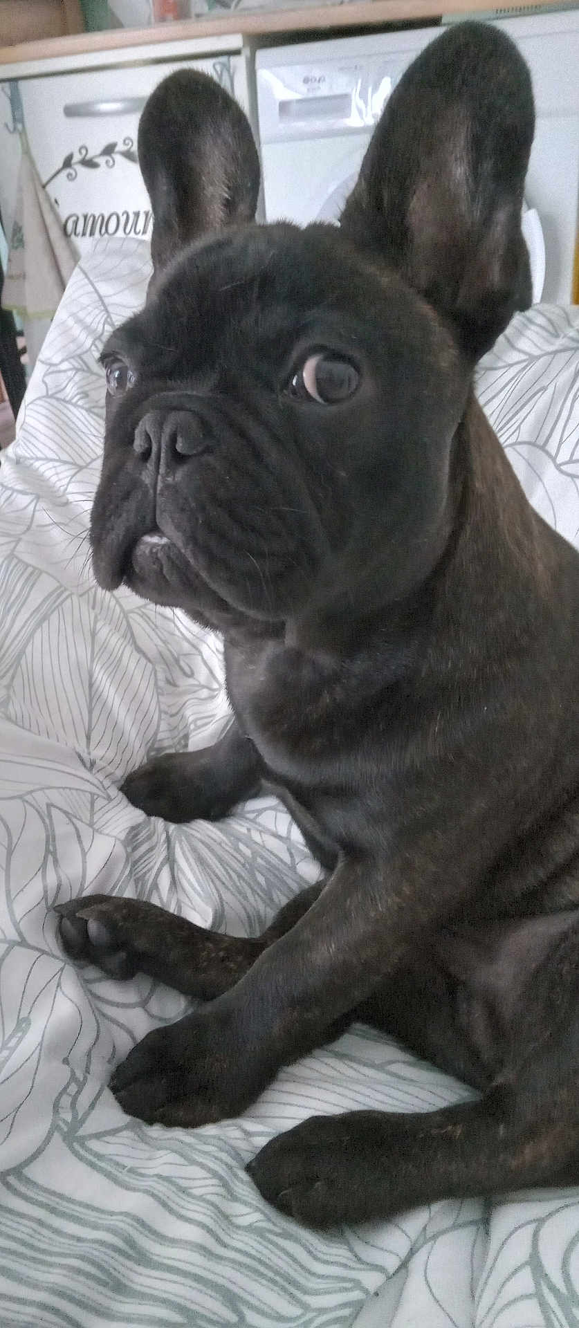 Paco