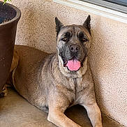 Skye is registered to the contest to win money with this photo: dog, canine, pet, animal, tongue_out, laying_down, porch, concrete_floor, plant_pot, wall, ears_up, happy, relaxed, brown_fur, large_dog, paw, nails, outdoor, domestic_animal, resting