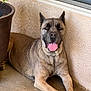 dog, canine, pet, animal, tongue_out, laying_down, porch, concrete_floor, plant_pot, wall, ears_up, happy, relaxed, brown_fur, large_dog, paw, nails, outdoor, domestic_animal, resting
