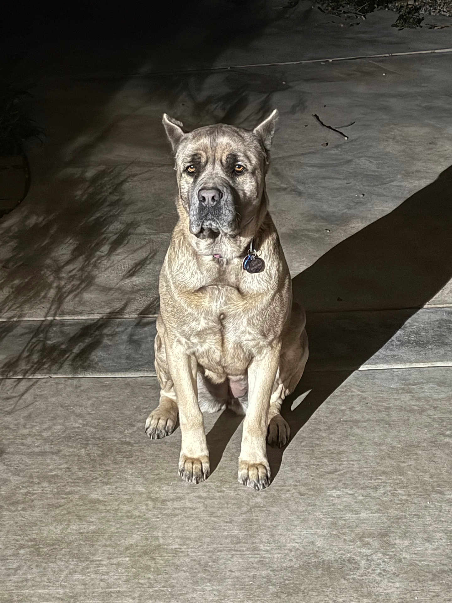 Skye joined the competition — help win amazing prizes! dog, canine, pet, sitting, shadow, concrete, outdoor, light, night, collar, tag, animal, fur, ears, paws, quiet, calm, watchful, portrait, alone