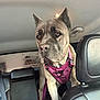 Skye is registered to the contest to win money with this photo: dog, canine, pet, harness, car_interior, leather_seat, backseat, vehicle, brown_dog, large_dog, looking_forward, indoors, seatbelt, window, garage, floor, headrest, seat, restraint, animal