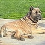 dog, tan_dog, large_dog, outdoor, patio, concrete, grass, greenery, sunlight, resting, lying_down, animal, pet, collar, ears, paw, fur, nature, daytime, relaxed