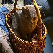 Jade participe au concours pour gagner de l'argent avec cette photo : cat, basket, chair, blanket, person, floor, tile, indoor, furniture, pet, cozy, woven, seated, domestic, animal, cute, resting, casual_clothing, home, warm