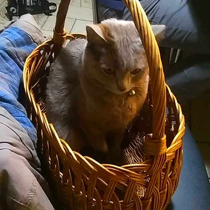 Jade participe au concours pour gagner de l'argent avec cette photo : cat, basket, chair, blanket, person, floor, tile, indoor, furniture, pet, cozy, woven, seated, domestic, animal, cute, resting, casual_clothing, home, warm