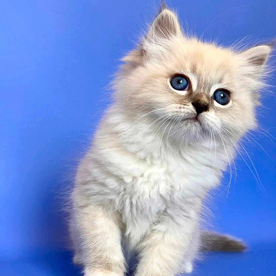 Romeo joined the competition — help win amazing prizes! animal, blue_background, blue_eyes, cat, curious, cute, ears, feline, fluffy, fur, indoor, isolated, kitten, paws, pet, portrait, small, studio, whiskers, young