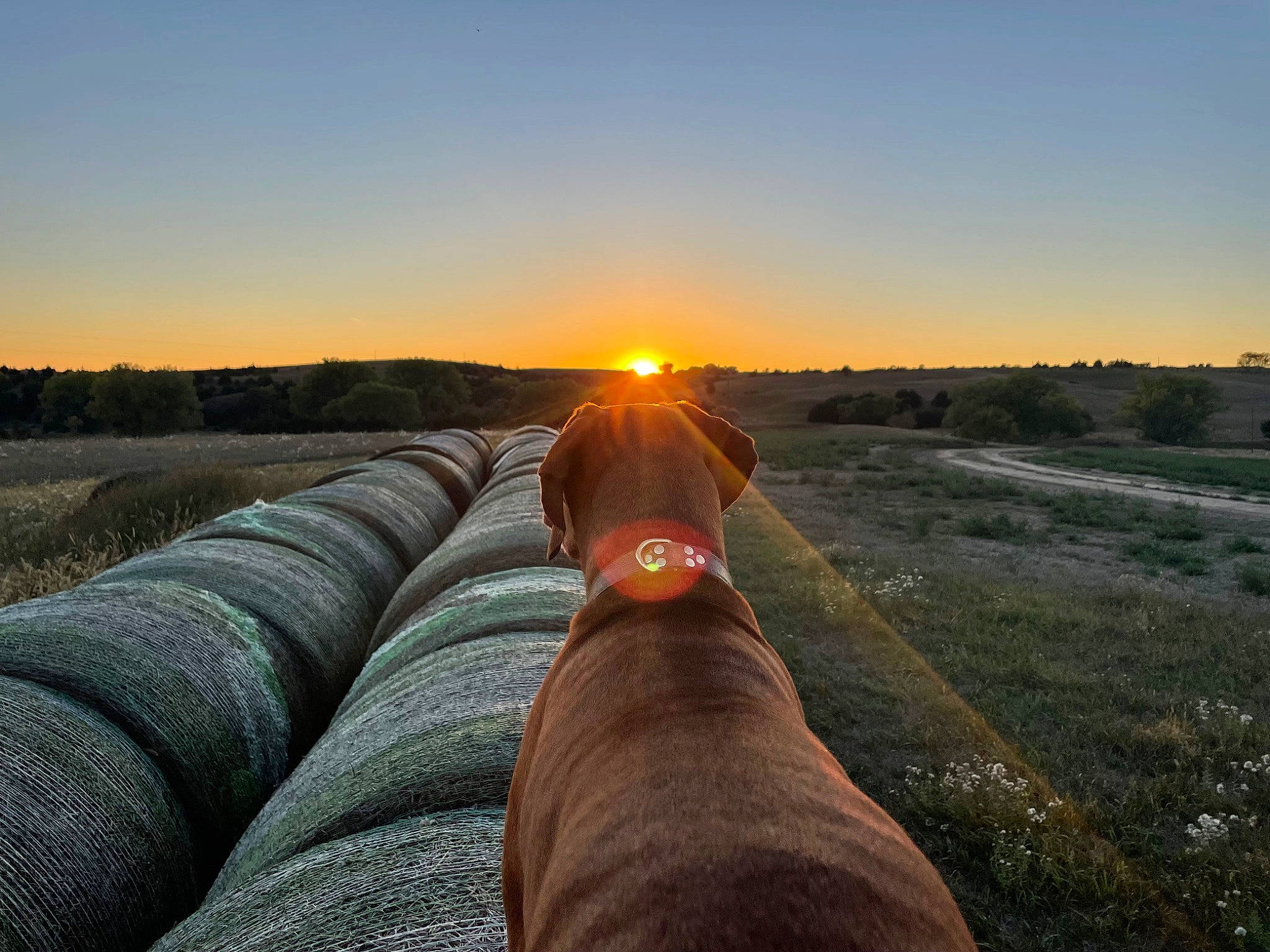 Pete is registered to the contest to win money with this photo: asphalt, dog, dusk, ecoregion, fawn, flash_photography, grass, grassland, hand, happy, horizon, landscape, meadow, people_in_nature, plant, sky, sunlight, sunrise, sunset, tree