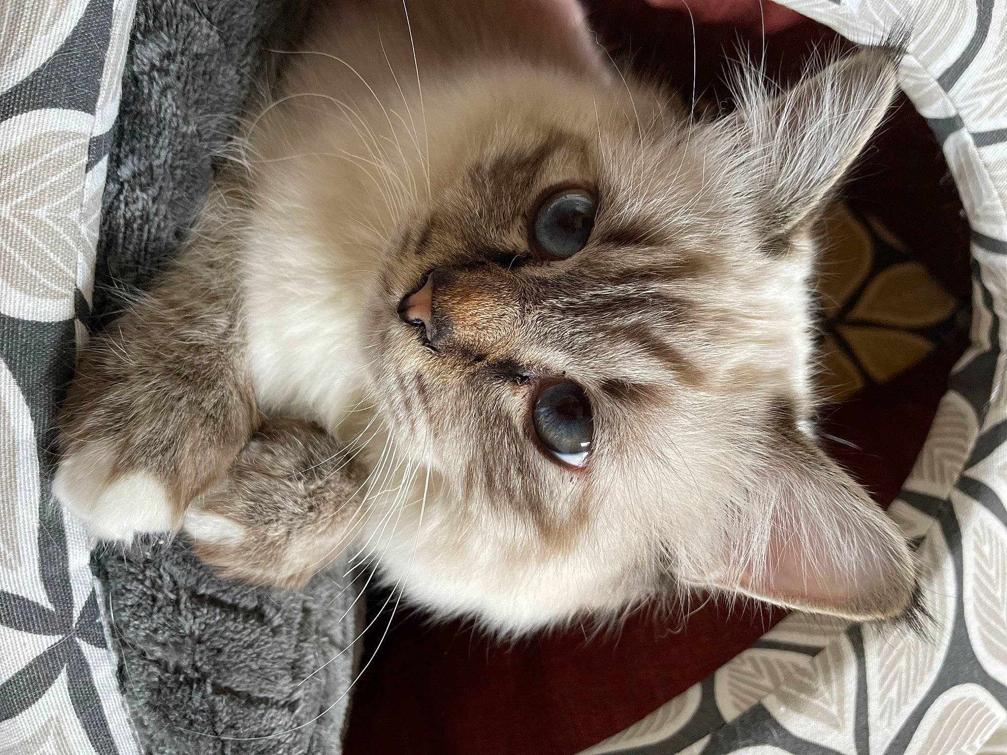 Mowgli participe au concours pour gagner de l'argent avec cette photo : box, british_longhair, carnivore, cat, claw, domestic_short_haired_cat, fawn, felidae, fur, paw, small_to_medium_sized_cats, snout, whiskers, working_animal