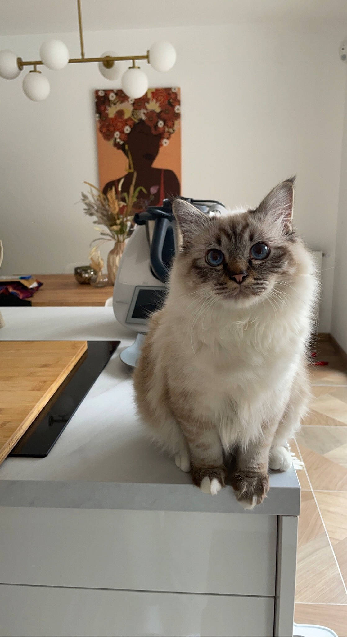 Mowgli participe au concours pour gagner de l'argent avec cette photo : carnivore, cat, desk, domestic_short_haired_cat, door, felidae, flooring, fur, grey, hardwood, picture_frame, plant, room, small_to_medium_sized_cats, table, tail, thai, whiskers, window, wood